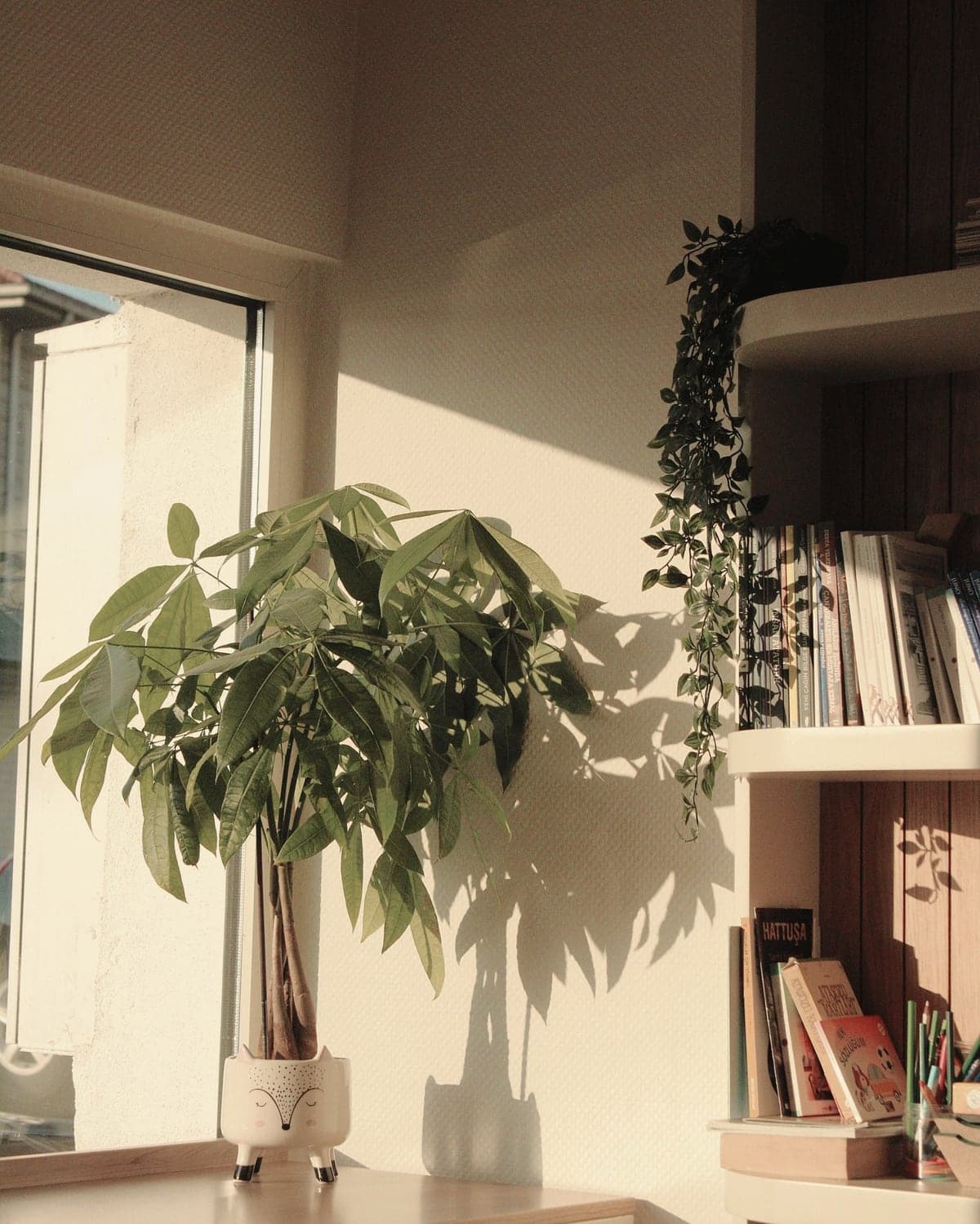 A sunlit corner with a potted plant and shelves of books.